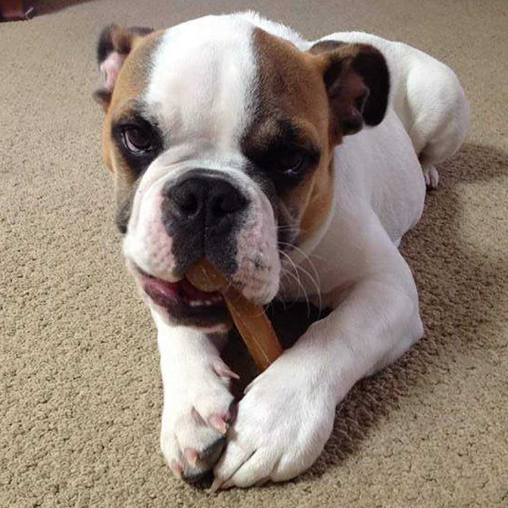 Dog Chew Bone G670461