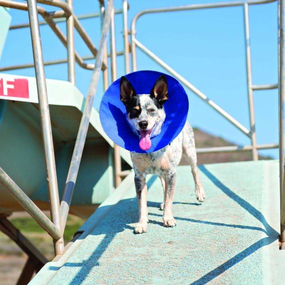 Soft E-Collar S641