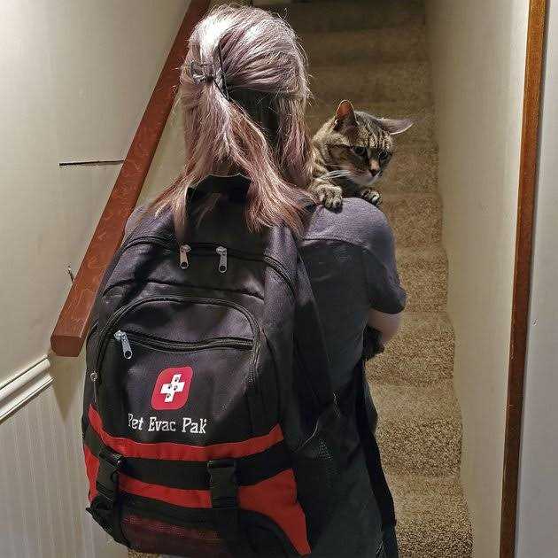 Cat Emergency Backpack W8718