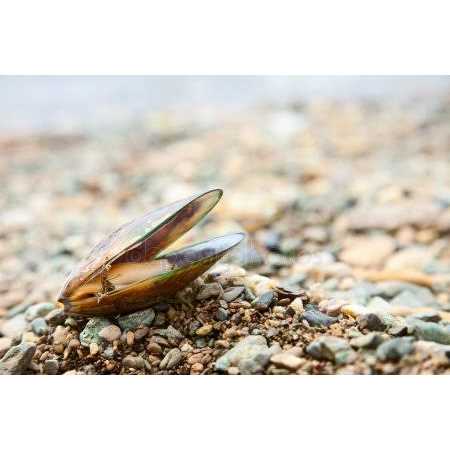 Green Lipped Mussel Omega 3 & 6 Y8570