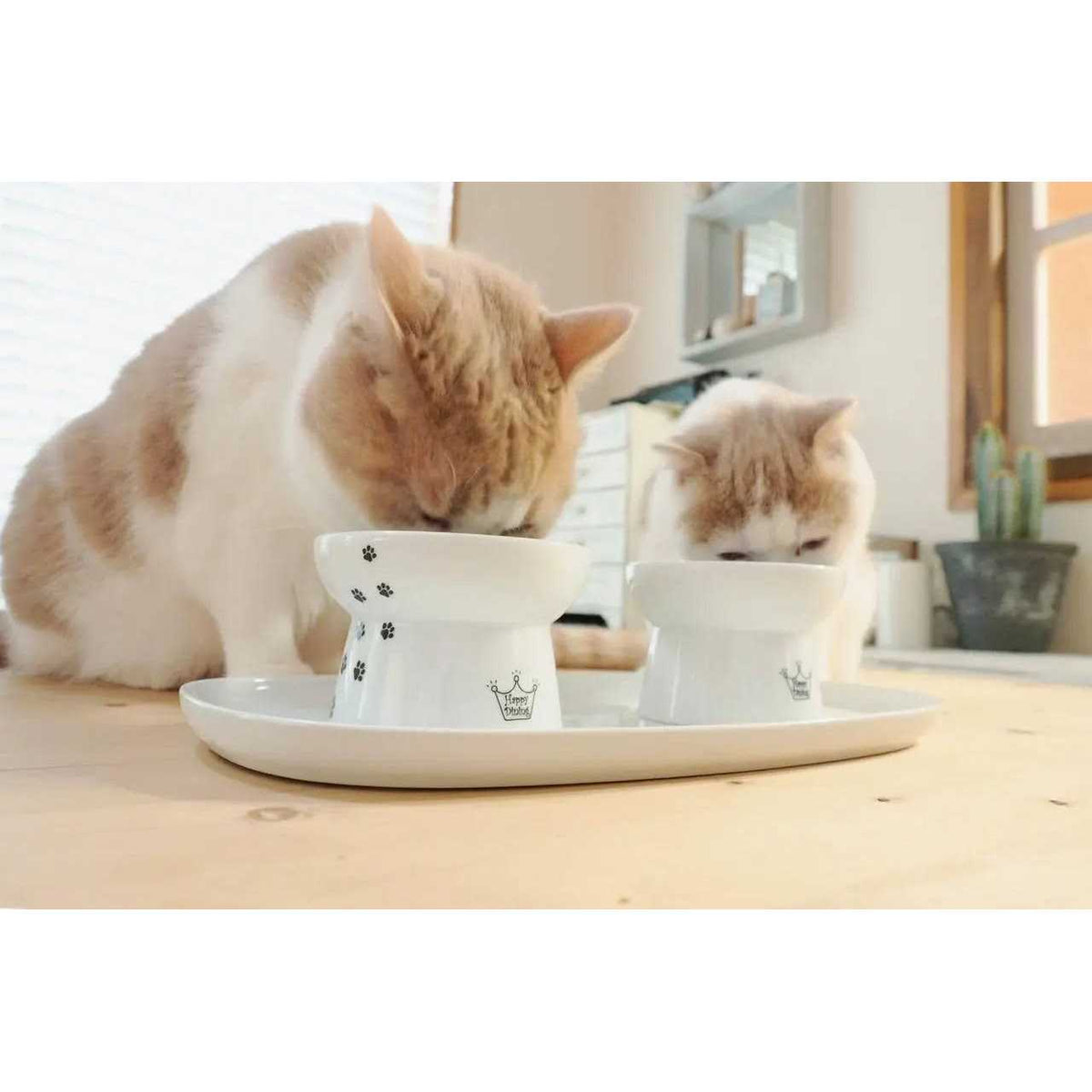 Raised Cat Water Bowl with Measurement Lines D6205